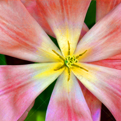 手机号呼叫软件