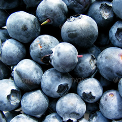 在线呼叫网页版软件