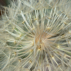 担保交易平台的在线呼叫网页版软件